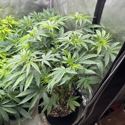 Pungent Punch #3 (GA) growlog photo: 7:58pm