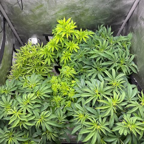 Pungent Punch #1 (GA) growlog photo: 9:17pm