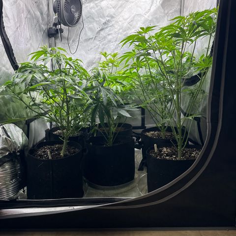 Pungent Punch #1 (GA) growlog photo: 7:58pm