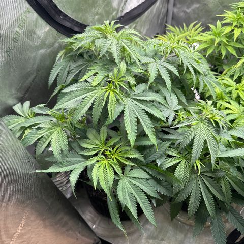 Pungent Punch #1 (GA) growlog photo: 7:58pm