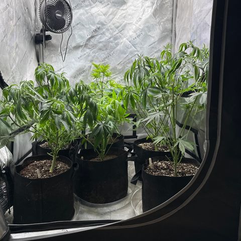 Pungent Punch #1 (GA) growlog photo: 2:33pm
