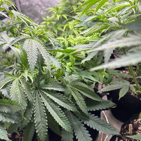 Pungent Punch #2 (GA) growlog photo: 7:58pm