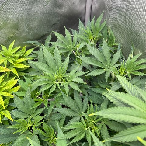 M&G x DBB #3 (GA) growlog photo: 7:10pm