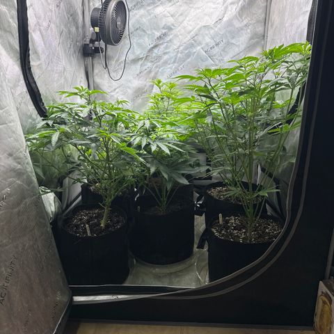 Pungent Punch #1 (GA) growlog photo: 7:10pm