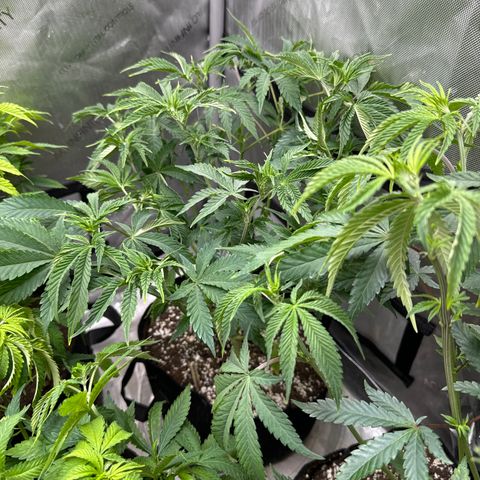M&G x DBB #3 (GA) growlog photo: 2:33pm