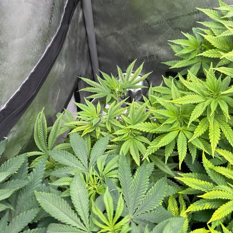 M&G x DBB #1 (GA) growlog photo: 7:20pm