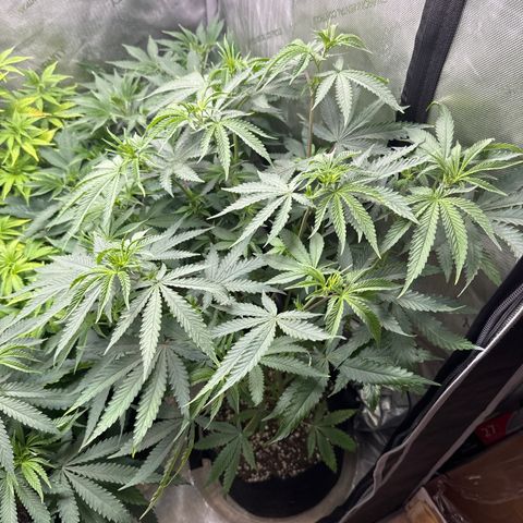 Pungent Punch #3 (GA) growlog photo: 7:20pm