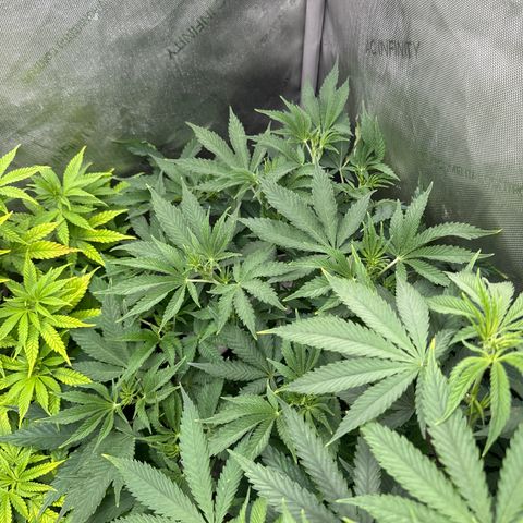 M&G x DBB #3 (GA) growlog photo: 7:20pm
