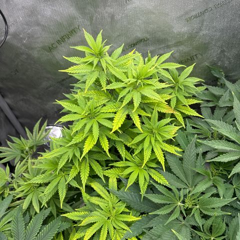 M&G x DBB #2 (GA) growlog photo: 7:20pm
