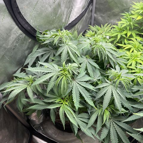 Pungent Punch #1 (GA) growlog photo: 7:20pm