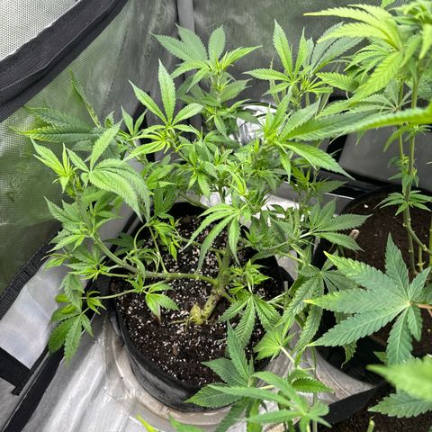 M&G x DBB #1 (GA) growlog photo: 6:47pm