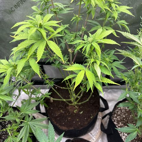 M&G x DBB #2 (GA) growlog photo: 6:47pm