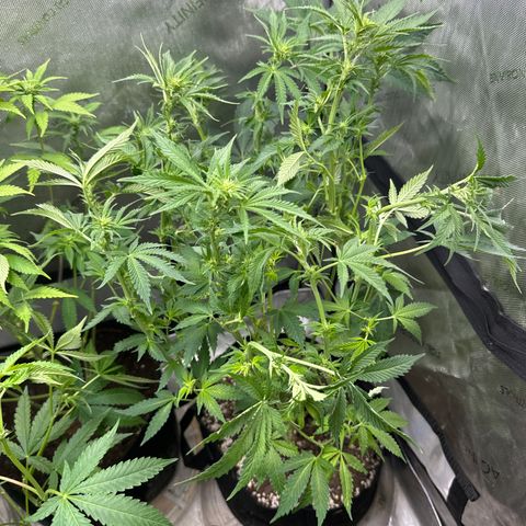 M&G x DBB #3 (GA) growlog photo: 6:47pm