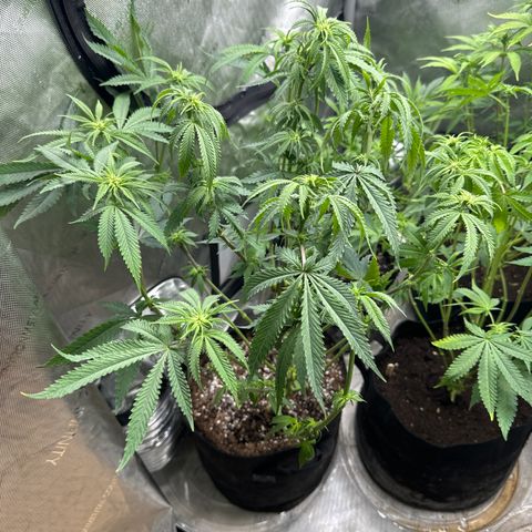 Pungent Punch #1 (GA) growlog photo: 6:47pm