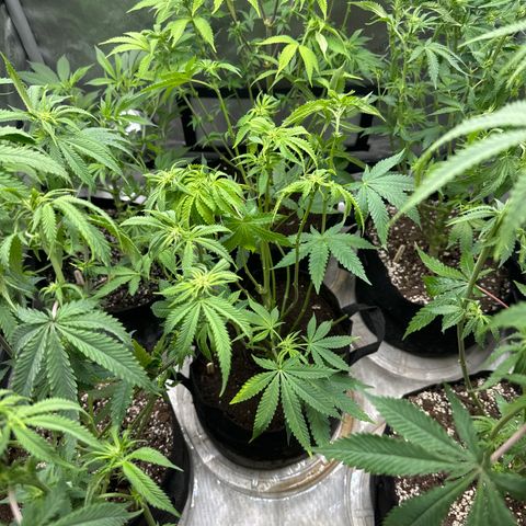 Pungent Punch #2 (GA) growlog photo: 6:47pm