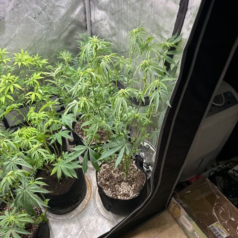 Pungent Punch #3 (GA) growlog photo: 6:47pm