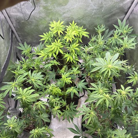 Pungent Punch #1 (GA) growlog photo: 6:47pm