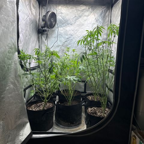 Pungent Punch #1 (GA) growlog photo: 6:47pm