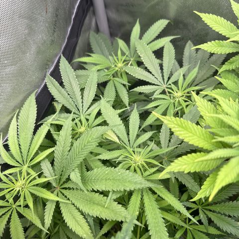 M&G x DBB #1 (GA) growlog photo: 7:49pm