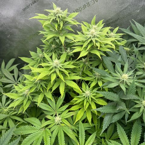 M&G x DBB #2 (GA) growlog photo: 7:49pm