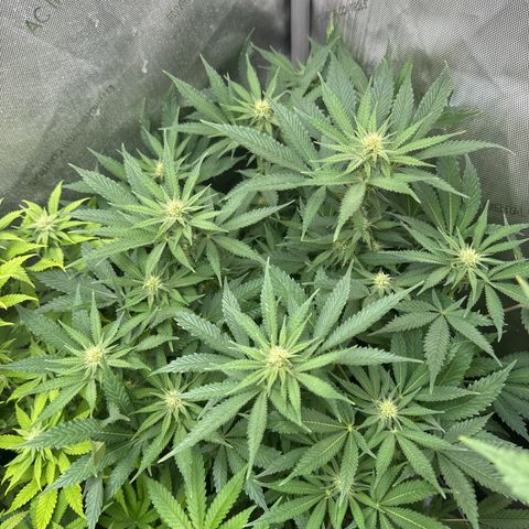 M&G x DBB #3 (GA) growlog photo: 7:49pm