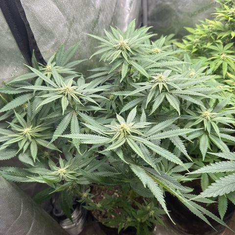 Pungent Punch #1 (GA) growlog photo: 7:49pm