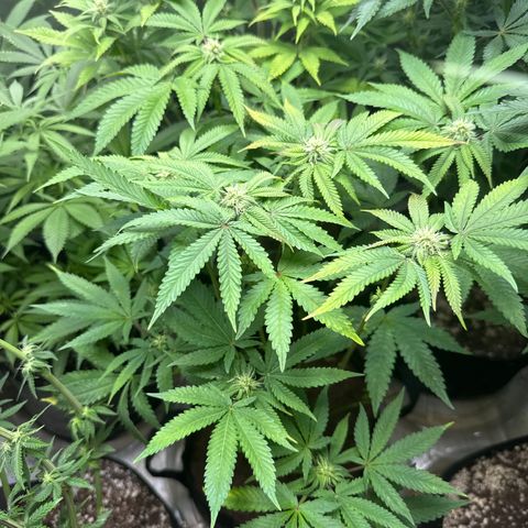 Pungent Punch #2 (GA) growlog photo: 7:49pm