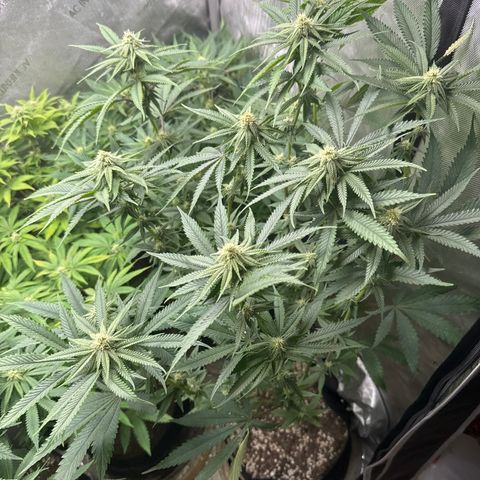 Pungent Punch #3 (GA) growlog photo: 7:49pm