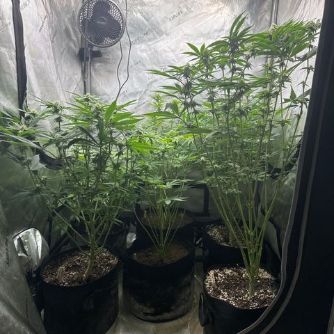 Pungent Punch #1 (GA) growlog photo: 7:49pm