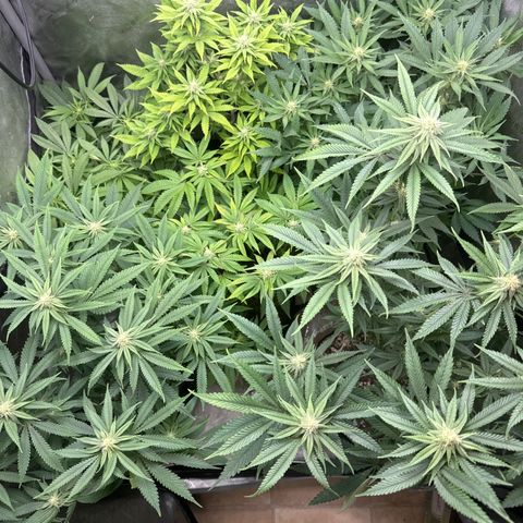 Pungent Punch #1 (GA) growlog photo: 7:49pm