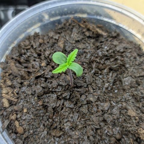 Paraguayensis 2 growlog timeline photo