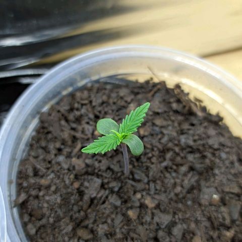 Paraguayensis 2 growlog timeline photo