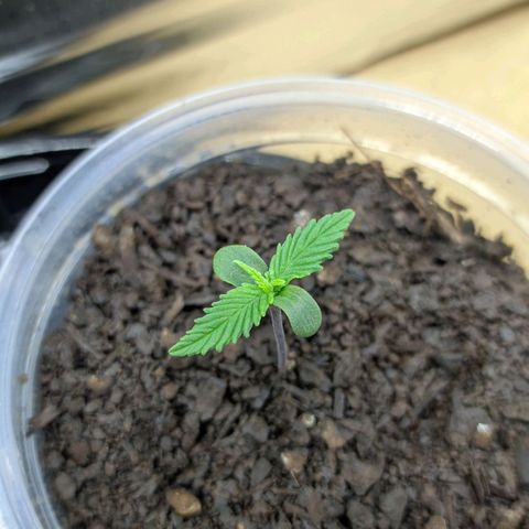 Paraguayensis 2 growlog timeline photo