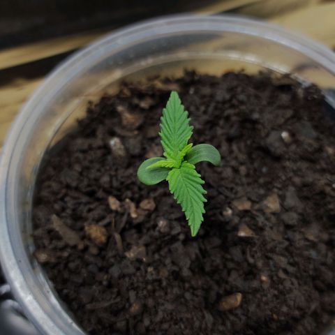 Paraguayensis 2 growlog photo: Un bebé 