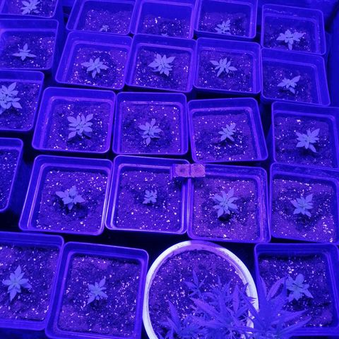 GRANEL strain growlog photo: Growing vegetation 