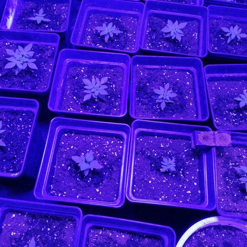 GRANEL strain growlog photo: Growing vegetation 