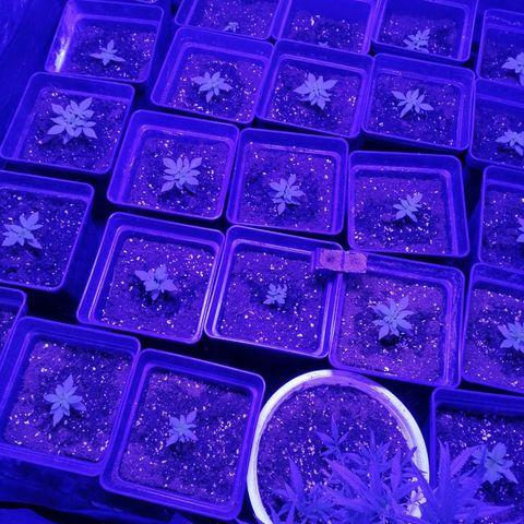 GRANEL strain growlog photo: Growing vegetation 