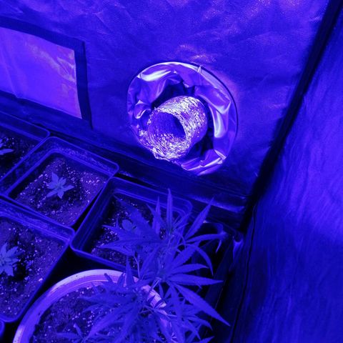 GRANEL strain growlog photo: Growing vegetation 