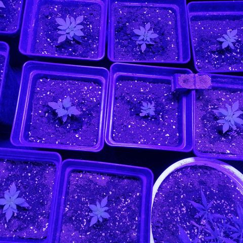 GRANEL strain growlog photo: Growing vegetation 