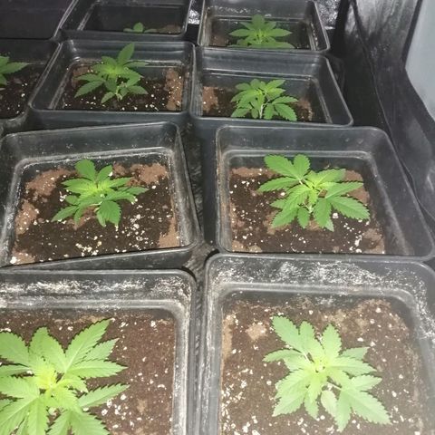 GRANEL strain growlog photo: Vegetation 