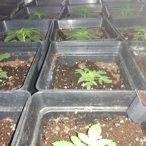 GRANEL strain growlog photo: Vegetation 