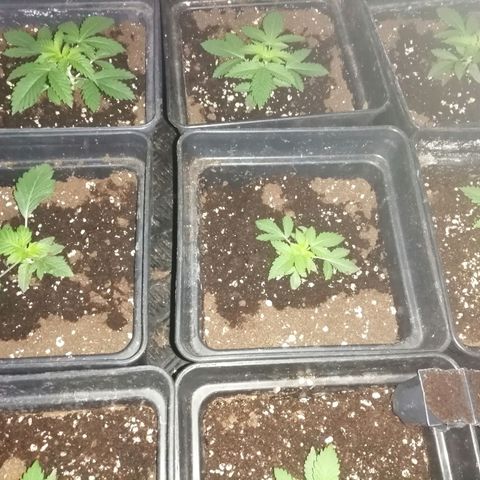 GRANEL strain growlog photo: Vegetation 