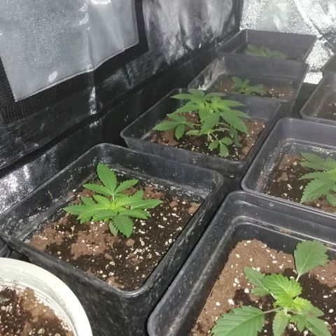 GRANEL strain growlog photo: Vegetation 