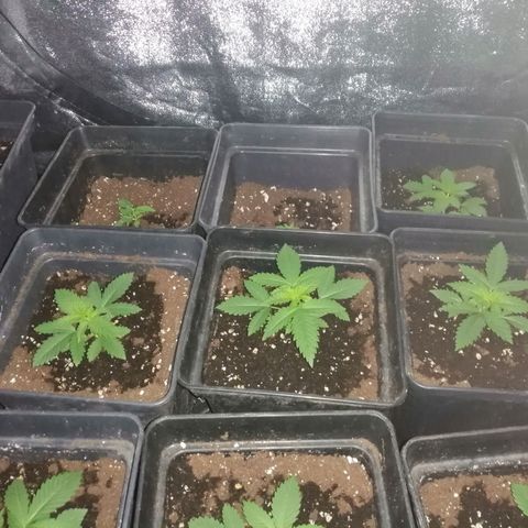 GRANEL strain growlog photo: Vegetation 