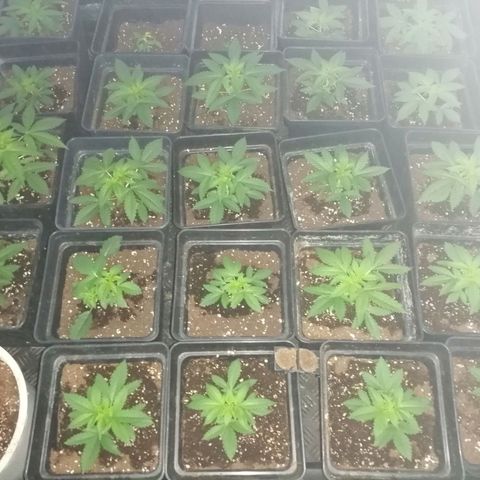 GRANEL strain growlog timeline photo