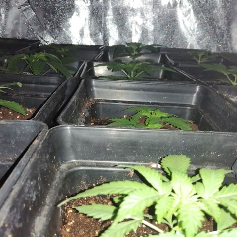 GRANEL strain growlog timeline photo