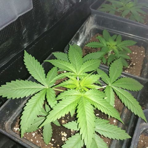 GRANEL strain growlog timeline photo