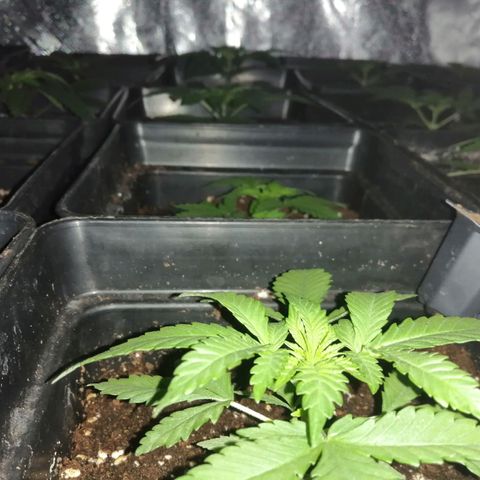 GRANEL strain growlog timeline photo