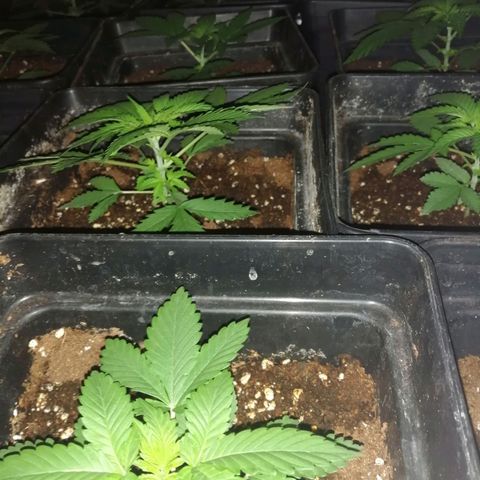 GRANEL strain growlog timeline photo