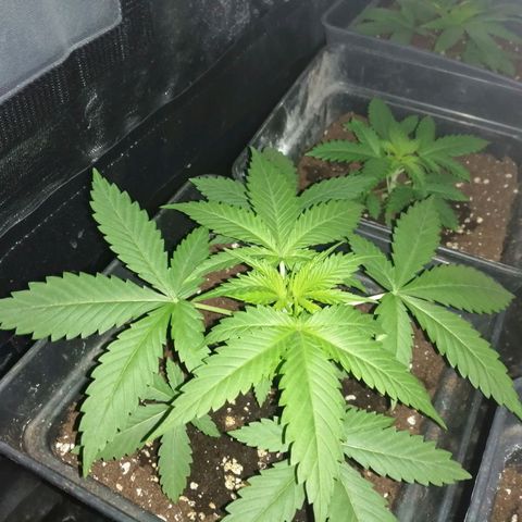 GRANEL strain growlog timeline photo